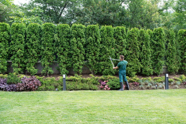 How Our Tree Care Process Works  in Birch Bay, WA